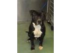 Adopt Lego a American Staffordshire Terrier / Rottweiler / Mixed dog in Raleigh