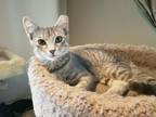 Adopt Bubbles a Tan or Fawn Tabby Domestic Shorthair / Mixed (short coat) cat in