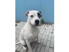 Adopt Stormi a White Mixed Breed (Large) / Mixed dog in New Orleans