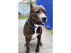 Adopt Rougaroux a Brown/Chocolate American Pit Bull Terrier / Mixed dog in New