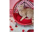 Adopt Bodhi a Tan or Fawn Domestic Shorthair / Domestic Shorthair / Mixed cat in