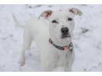 Adopt Scarlett a White - with Tan, Yellow or Fawn Pit Bull Terrier / Mixed dog