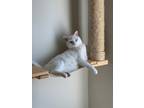 Adopt Six a White Turkish Angora / Mixed (short coat) cat in Los Angeles