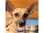 Adopt Sparky a Brown/Chocolate Rat Terrier / Mixed dog in Robinson