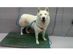 Adopt Estrella a White Husky dog in Nogales, AZ (33686274)