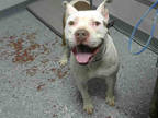 Adopt ISIS a White - with Brown or Chocolate American Pit Bull Terrier / Mixed