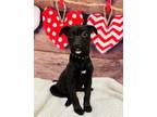 Adopt Camille a Black Labrador Retriever / Mixed dog in Elkhorn, WI (33686247)