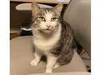 Adopt Erwin a Brown Tabby Domestic Shorthair / Mixed (short coat) cat in Los