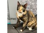 Adopt Romeo a Calico or Dilute Calico Domestic Shorthair / Mixed (short coat)