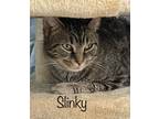 Adopt Slinky a Brown Tabby Domestic Shorthair / Mixed (short coat) cat in