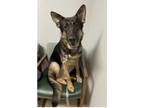 Adopt Bennett a German Shepherd Dog / Mixed dog in Fenton, MO (33686209)