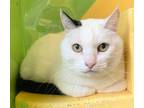 Adopt Martine a White (Mostly) Domestic Shorthair / Mixed (short coat) cat in
