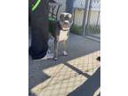 Adopt Koby a Gray/Blue/Silver/Salt & Pepper American Pit Bull Terrier / Mixed