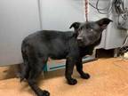 Adopt Ashton a Black Labrador Retriever / Mixed dog in Madera, CA (33686197)