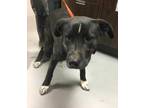 Adopt Bucky a Black American Pit Bull Terrier / Mixed dog in Los Lunas