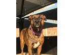 Adopt Callie a Brindle Terrier (Unknown Type, Small) / Mixed dog in Columbia