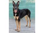 Adopt Rocky a Black - with Tan, Yellow or Fawn German Shepherd Dog / Mixed dog