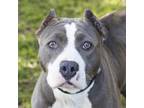 Adopt Brittany a Gray/Silver/Salt & Pepper - with Black Mixed Breed (Medium) /
