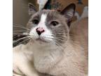 Adopt Kiki a Gray or Blue Siamese / Mixed cat in West Olive, MI (33686082)