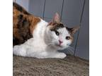 Adopt Bailey a Calico or Dilute Calico Domestic Shorthair / Mixed cat in West