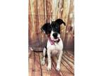 Adopt Tracey a White Labrador Retriever / Mixed dog in Elkhorn, WI (33686245)