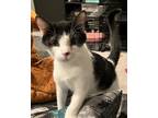 Adopt Drake a Black & White or Tuxedo Domestic Shorthair / Mixed cat in