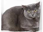 Adopt Snuffy a Gray or Blue Domestic Shorthair / Domestic Shorthair / Mixed cat