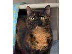Adopt Elanore a All Black Domestic Shorthair / Domestic Shorthair / Mixed cat in