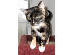 Adopt Trinity a Tortoiseshell Domestic Shorthair (short coat) cat in Hixson