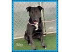 Adopt MAX a Black - with White Labrador Retriever / Mixed dog in Marietta