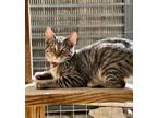Adopt Tom Jones a Gray, Blue or Silver Tabby Domestic Shorthair (short coat) cat
