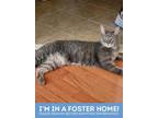 Miles, Domestic Shorthair For Adoption In Baltimore, Maryland