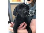 Arthur, Labrador Retriever For Adoption In Versailles, Kentucky