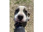 Hobble Hollie, American Pit Bull Terrier For Adoption In Richmond, Virginia
