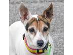 Trixie, Jack Russell Terrier For Adoption In Huntley, Illinois