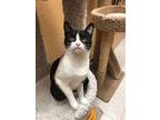 Cookie, Domestic Shorthair For Adoption In Winchester, California