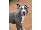 Brewer, American Staffordshire Terrier For Adoption In Oklahoma City, Oklahoma