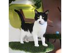 Mister Kitty, Domestic Shorthair For Adoption In Albuquerque, New Mexico