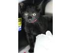 Claws, Domestic Shorthair For Adoption In Albuquerque, New Mexico