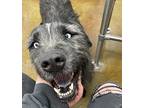 Noochee, Terrier (unknown Type, Medium) For Adoption In Albuquerque, New Mexico