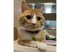 Bandit - Available, Domestic Shorthair For Adoption In Stanwood, Washington