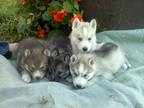 Akc Siberian Husky Puppies