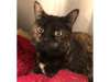Adopt Joan of Arc a Domestic S