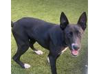 Adopt CHALUPA a Border Collie, Mixed Breed