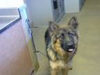 Adopt A806443 a German Shepherd Dog