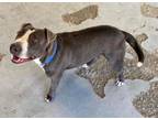Adopt A119854 a Pit Bull Terrier, Mixed Breed
