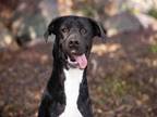 Adopt A1893389 a Labrador Retriever, Mixed Breed