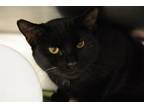 Adopt MCGRIDDLE a Domestic Short Hair