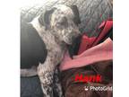 Adopt Hank a Australian Cattle Dog / Blue Heeler, Pointer