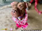 Adopt RAYNA a Pit Bull Terrier